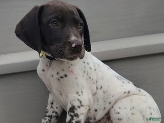 German Shorthaired Pointer dogs - Ad 33