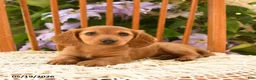 Miniature Dachshund dogs for sale: Elsie - Ad 3