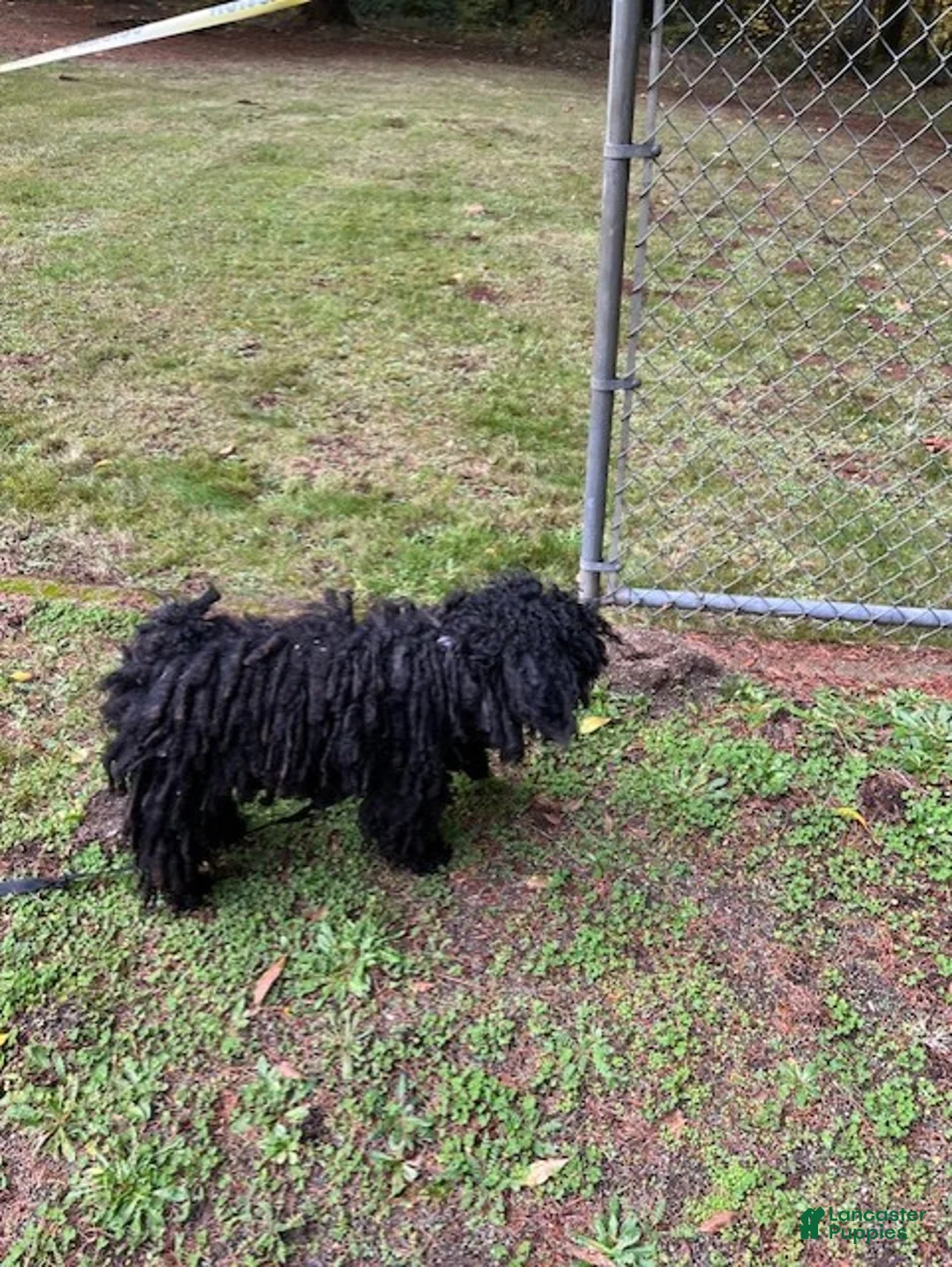 Hungarian Puli dogs for sale: Hungarian Puli Puppy Blue - Ad 2