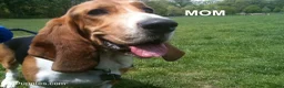 Mixed Breed dogs for sale: Bassetoddle girl - Ad 2