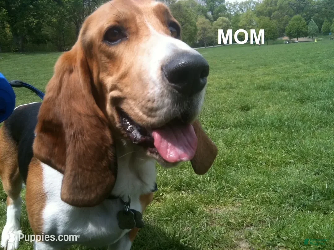 Mixed Breed dogs for sale: Bassetoddle girl - Ad 2