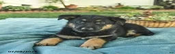 German Shepherd dogs for sale: Ivy  - Ad 3