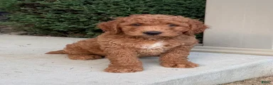 Douglas