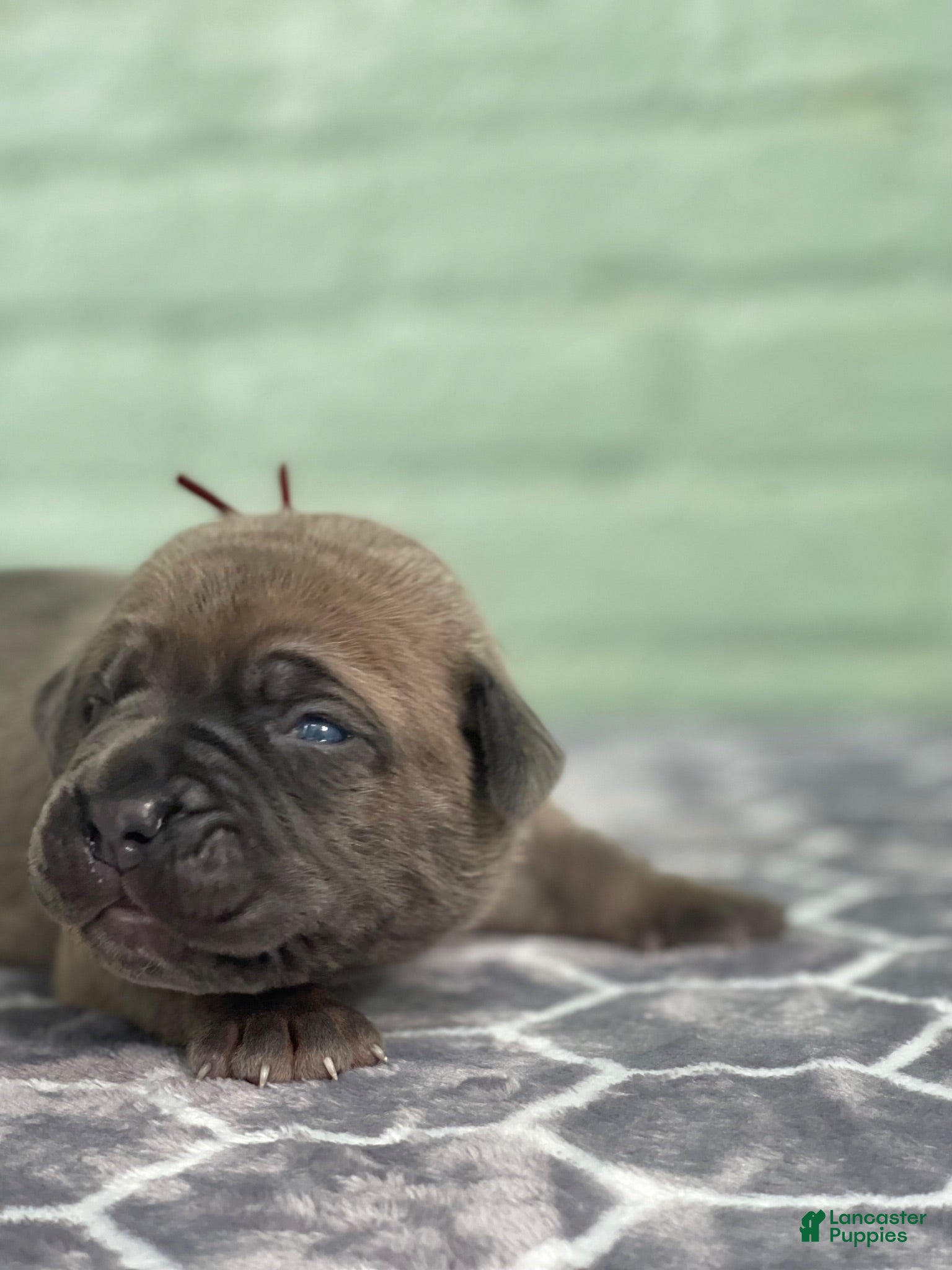 Cane Corso dogs Cane Corso 2 - Ad 22