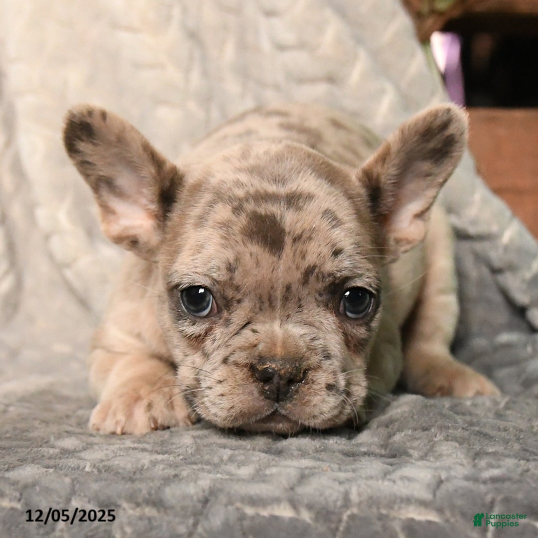 French Bulldog dogs for sale: Musketeers - Ad 4