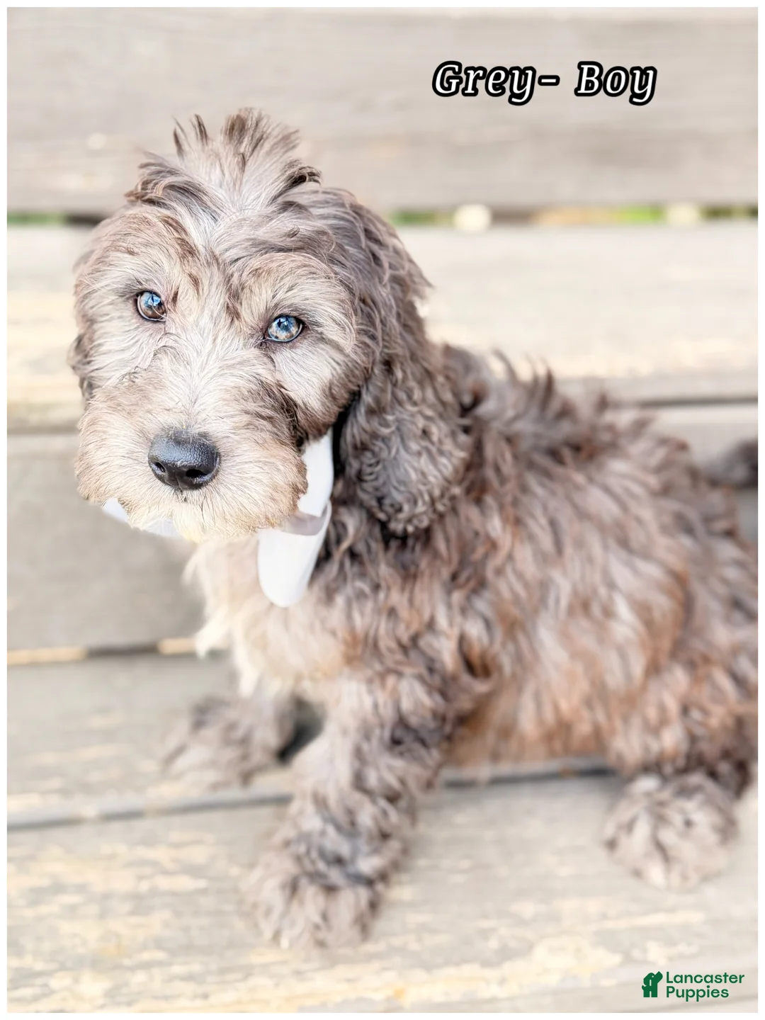 Mini Sheepadoodle dogs for sale: Grey  - Ad 2