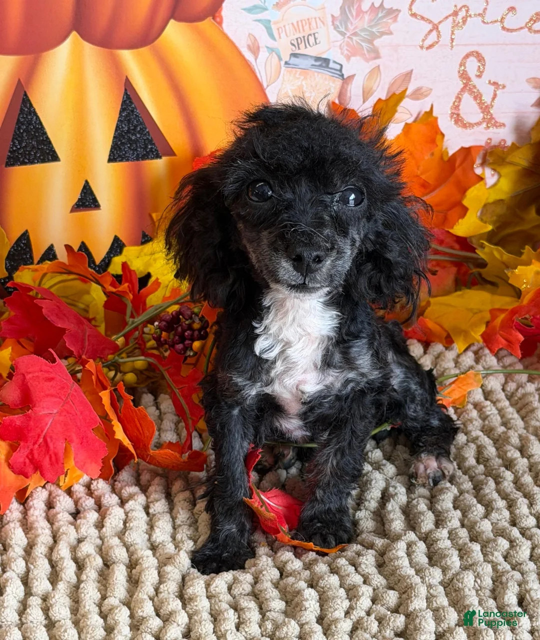 Toy Poodle dogs for sale: Cory - Ad 3