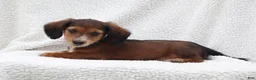 Miniature Dachshund dogs for sale: Pedro - Ad 4