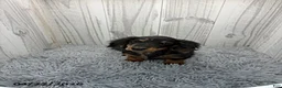 Dachshund dogs for sale: Tyson - Ad 3