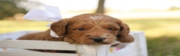 Mini Goldendoodle dogs for sale: Oakley - Ad 9