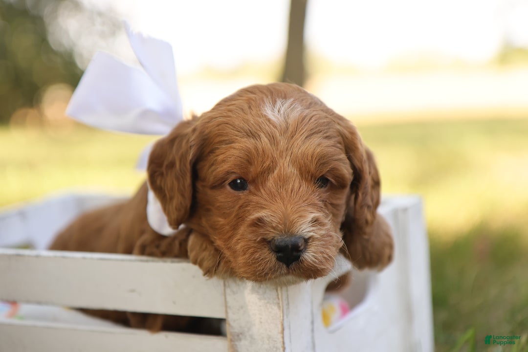 Mini Goldendoodle dogs for sale: Oakley - Ad 9