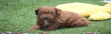 Mini Goldendoodle Puppy 1
