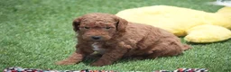Mini Goldendoodle dogs for sale: Mini Goldendoodle Puppy 1 - Ad 1
