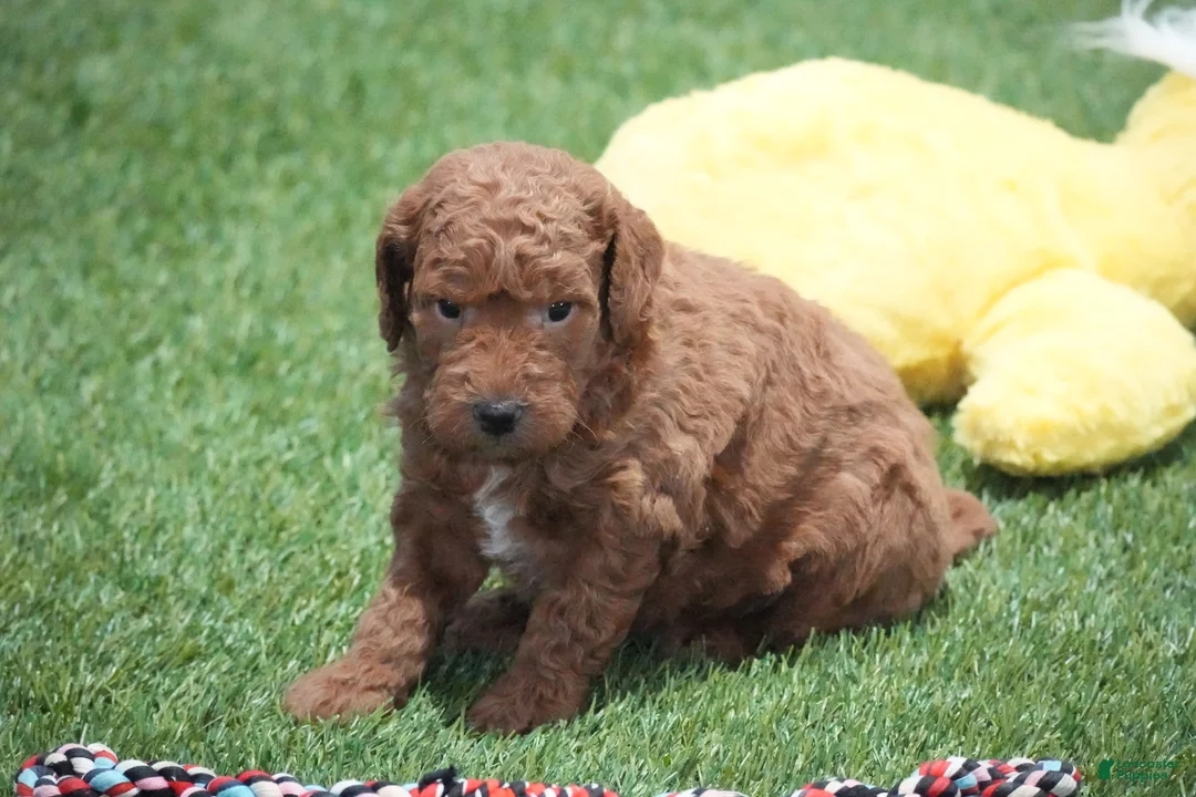 Mini Goldendoodle dogs for sale: Mini Goldendoodle Puppy 1 - Ad 1