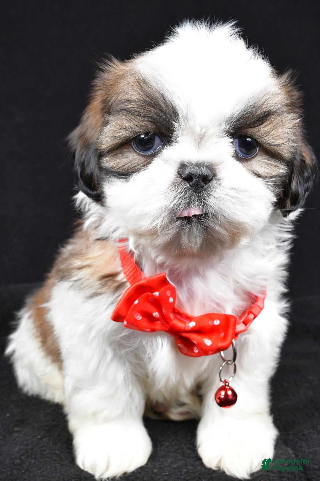 Shih Tzu dogs for sale: Hudson - Ad 6