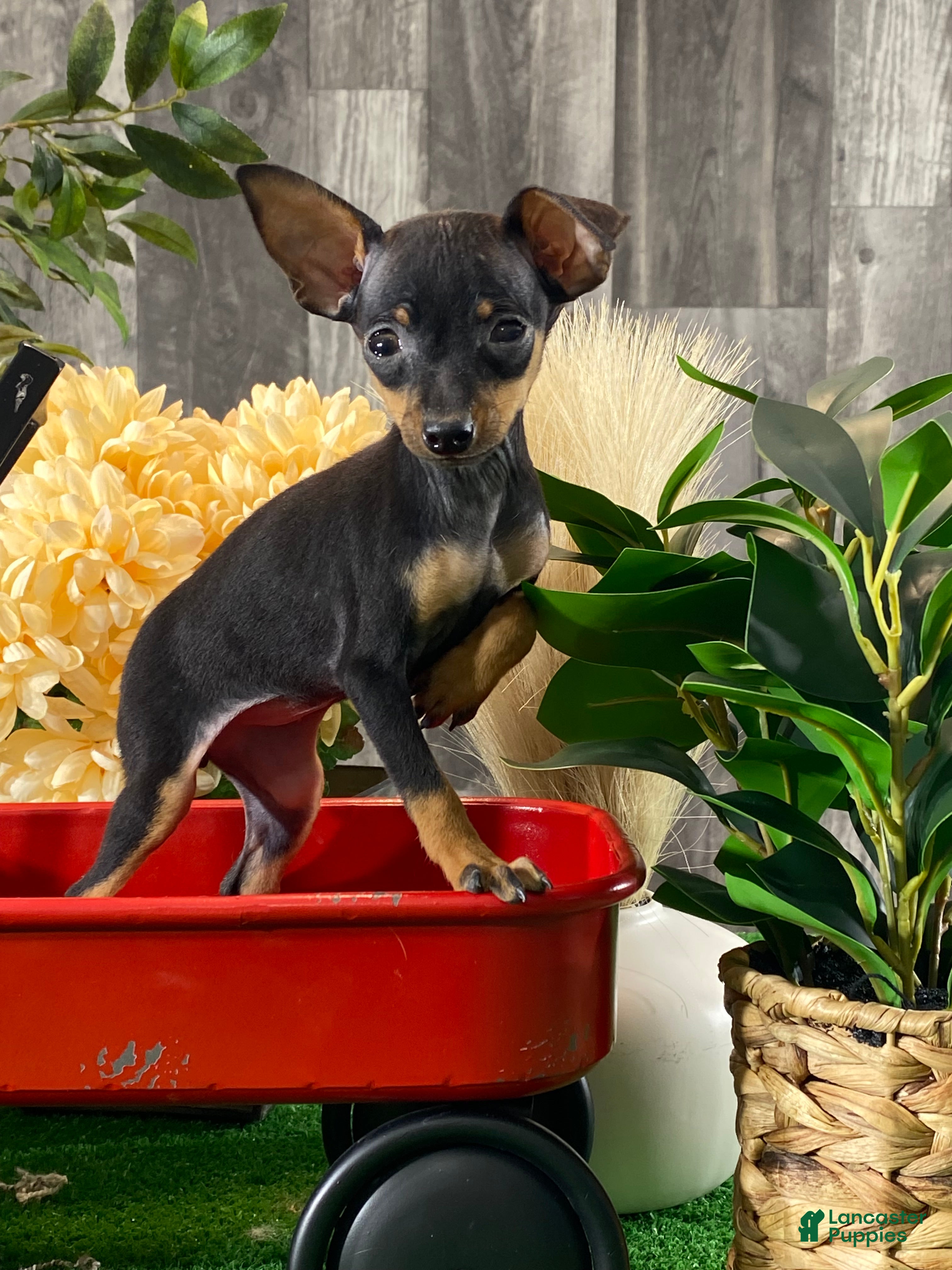 Miniature Pinscher dogs Quiz - Ad 19