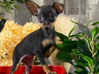 Miniature Pinscher dogs Quiz - Ad 29
