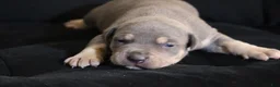 American Bully dogs for sale: Memphishttps://www.youtube.com/watch?v=G_Df_ymd1wQ&t=53s - Ad 2