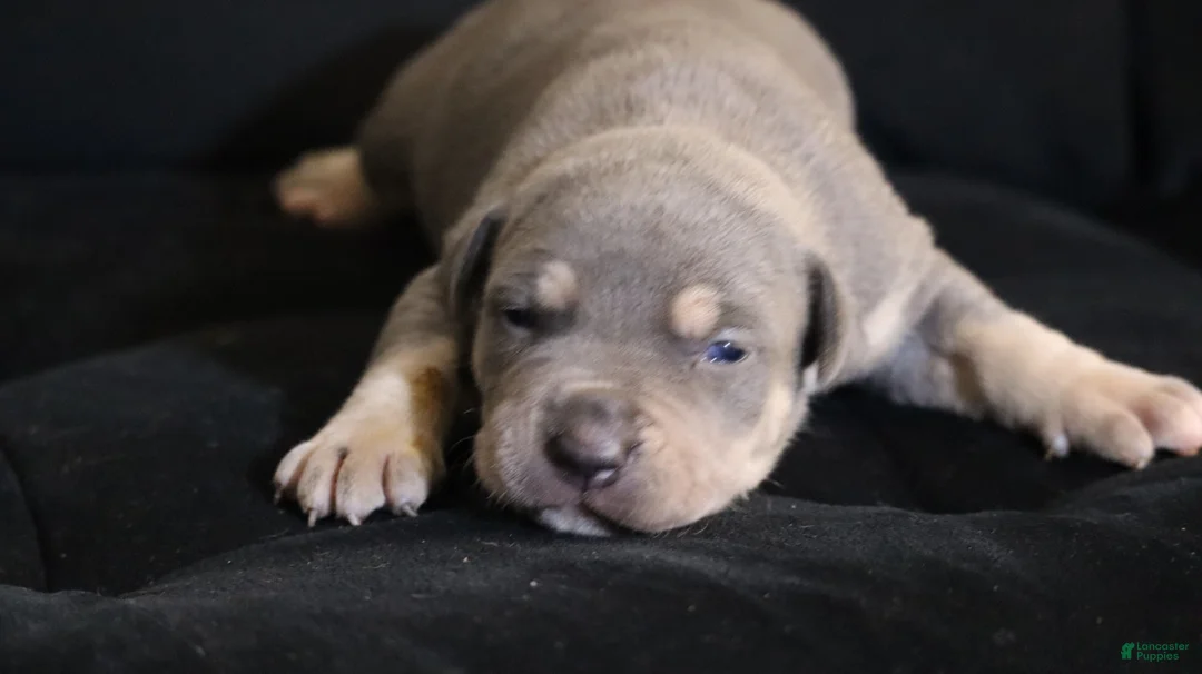 American Bully dogs for sale: Memphishttps://www.youtube.com/watch?v=G_Df_ymd1wQ&t=53s - Ad 2