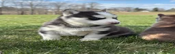 Siberian Husky dogs for sale: Beth - Ad 6