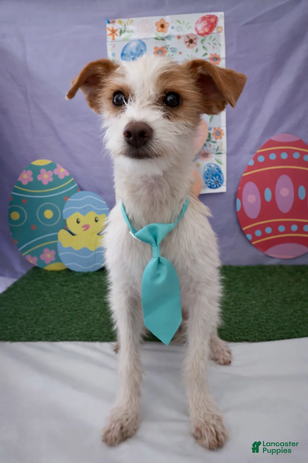 Jack Chi dogs for sale: Jack Chi Puppy 1 - Ad 1