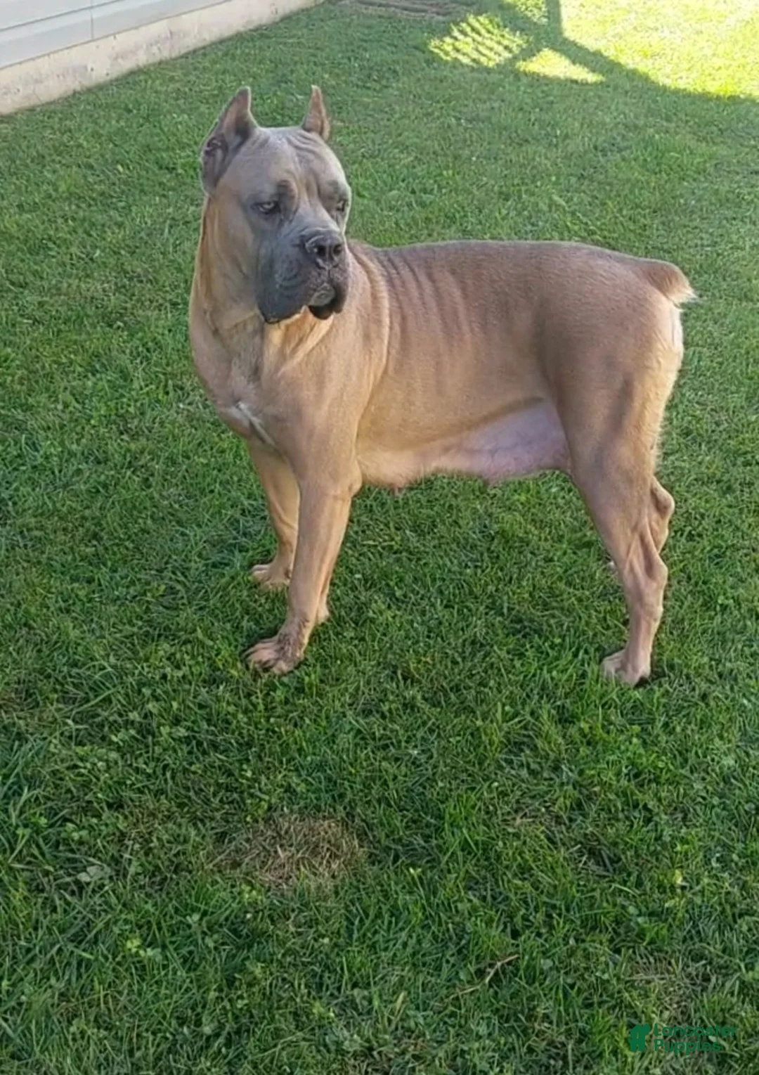 Cane Corso dogs for sale: Cane Corso Puppy 1 - Ad 2