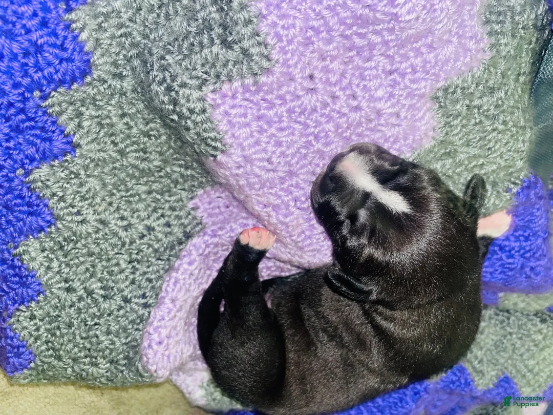 American Pit Bull Terrier dogs for sale: American Pit Bull Terrier 2 - Ad 1