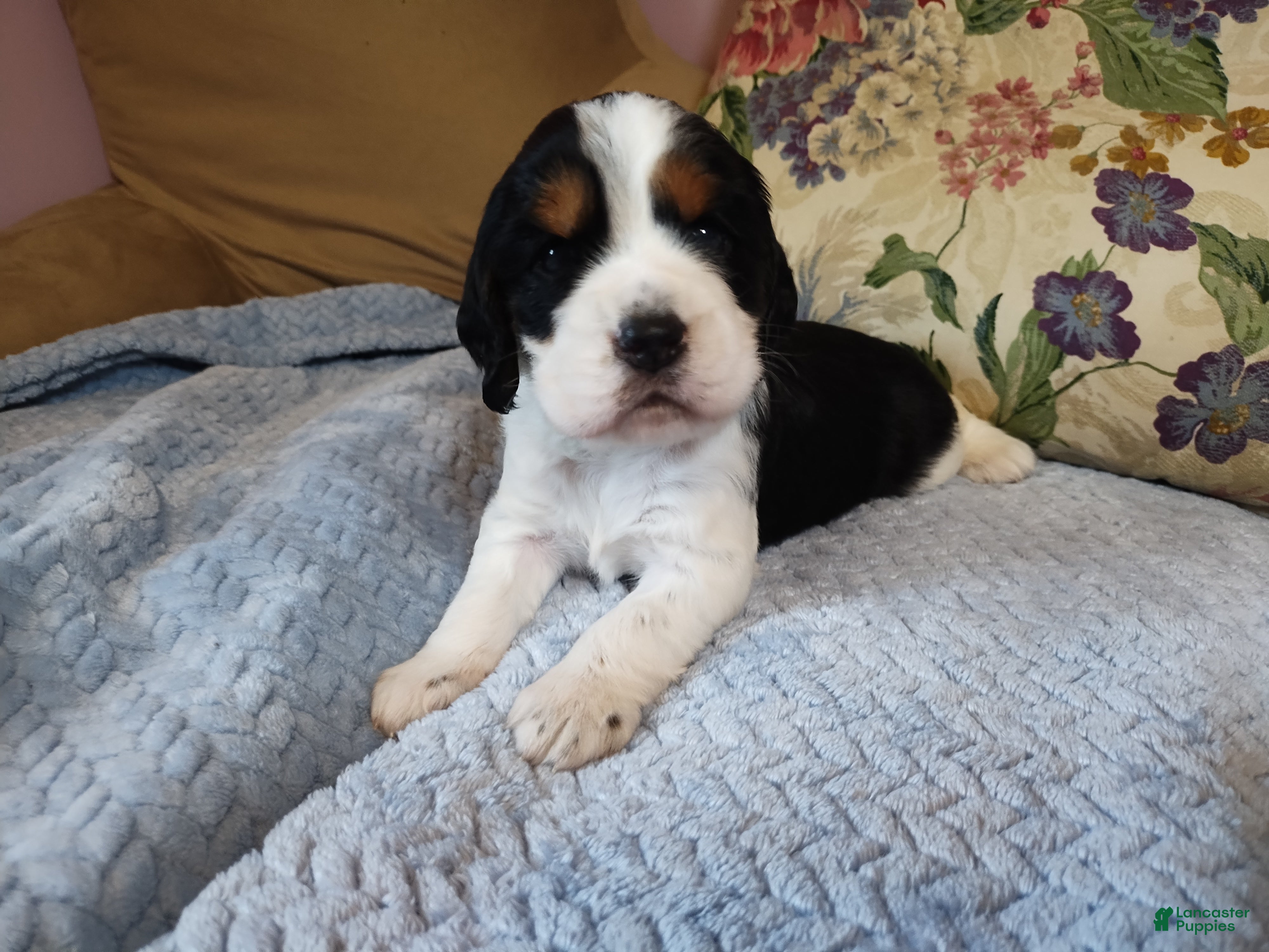 English Springer Spaniel dogs Beth - Ad 39