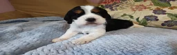 English Springer Spaniel dogs for sale: Beth - Ad 1