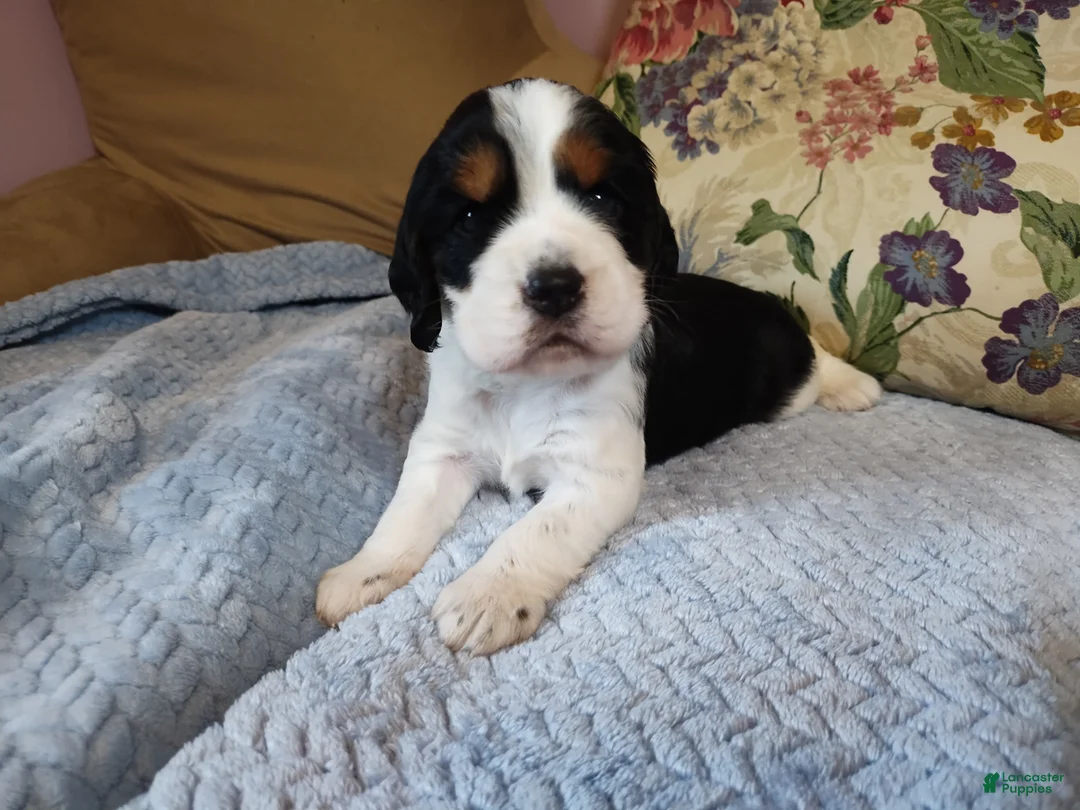 English Springer Spaniel dogs for sale: Beth - Ad 1