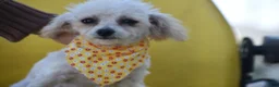 Bichpoo dogs for sale: Bichpoo 1 - Ad 3