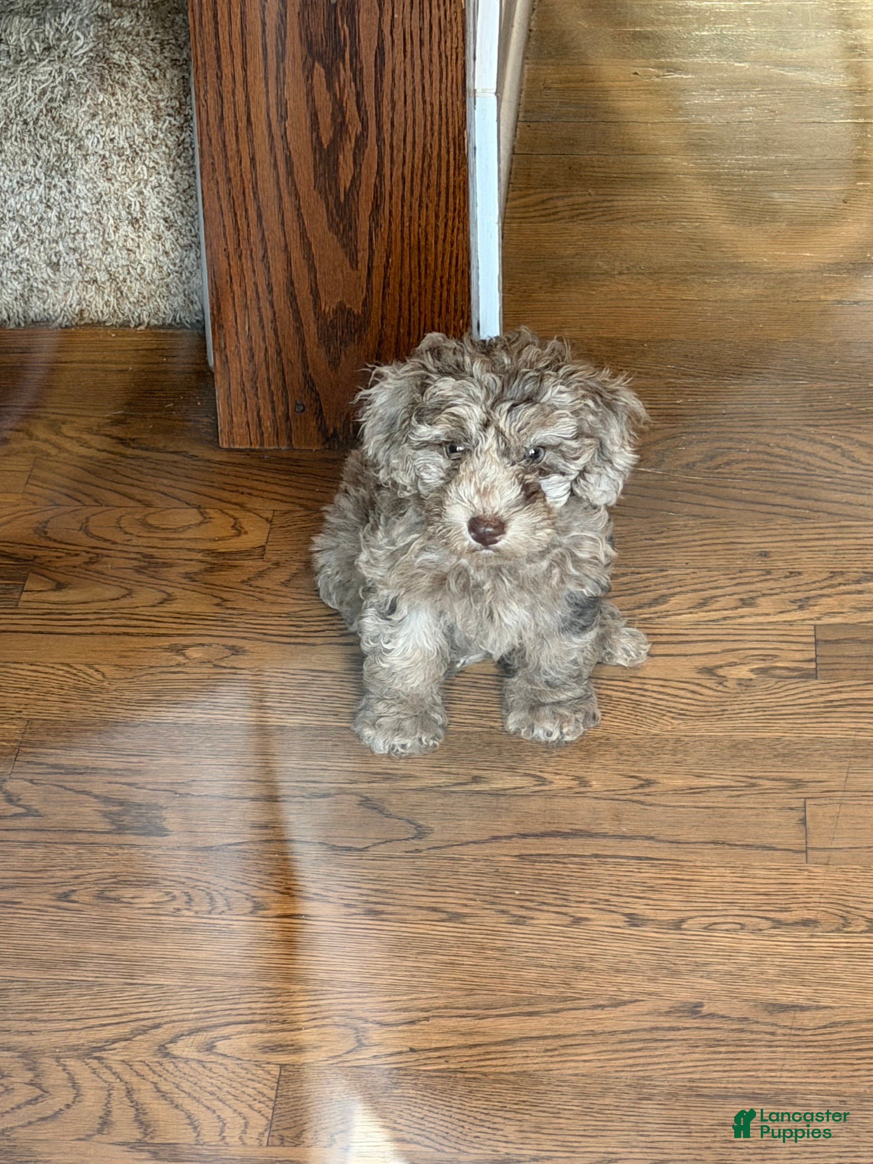 Miniature Poodle dogs Mocha - Ad 39