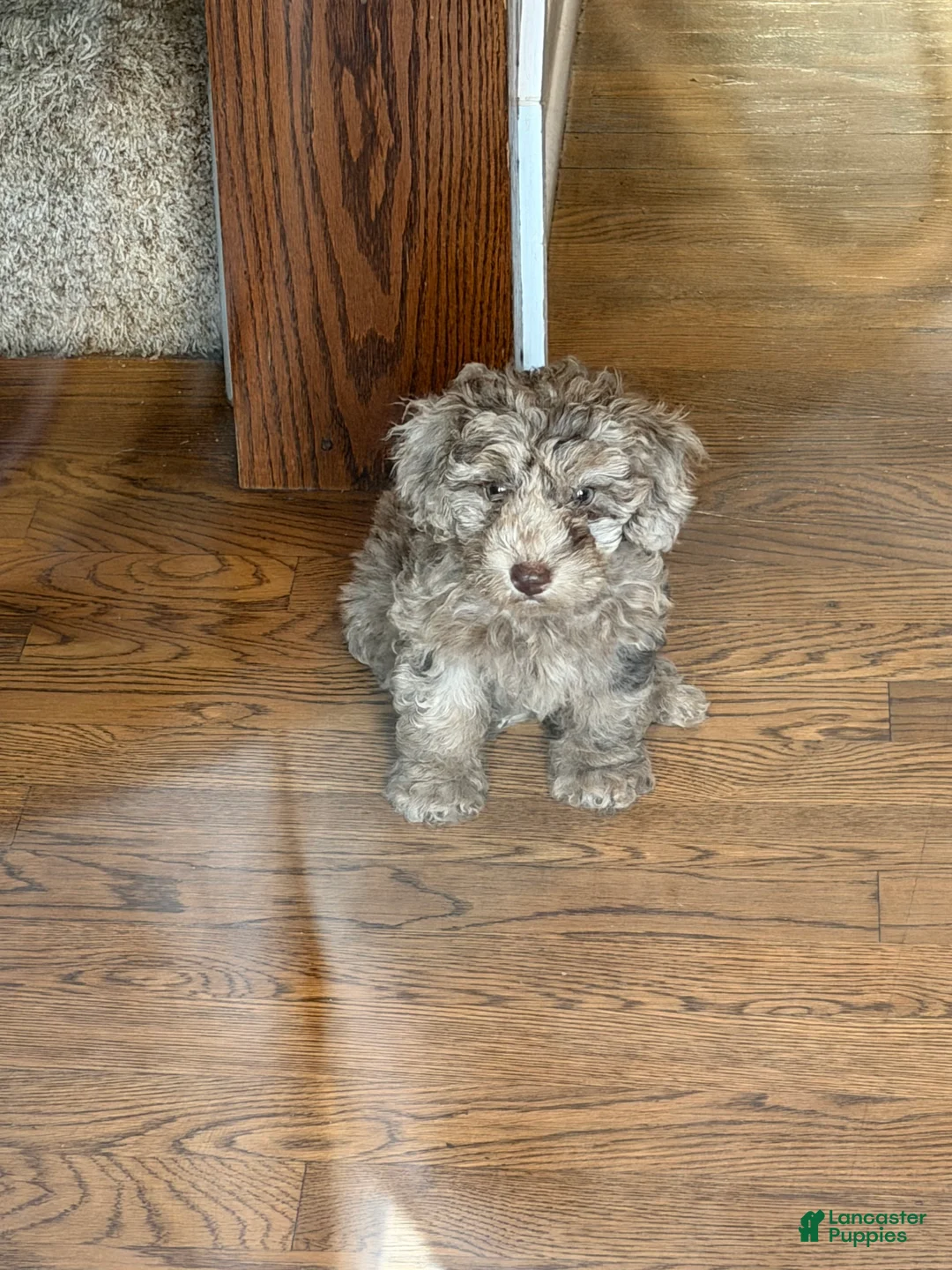 Miniature Poodle dogs for sale: Mocha - Ad 2