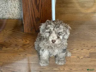 Miniature Poodle dogs Mocha - Ad 39