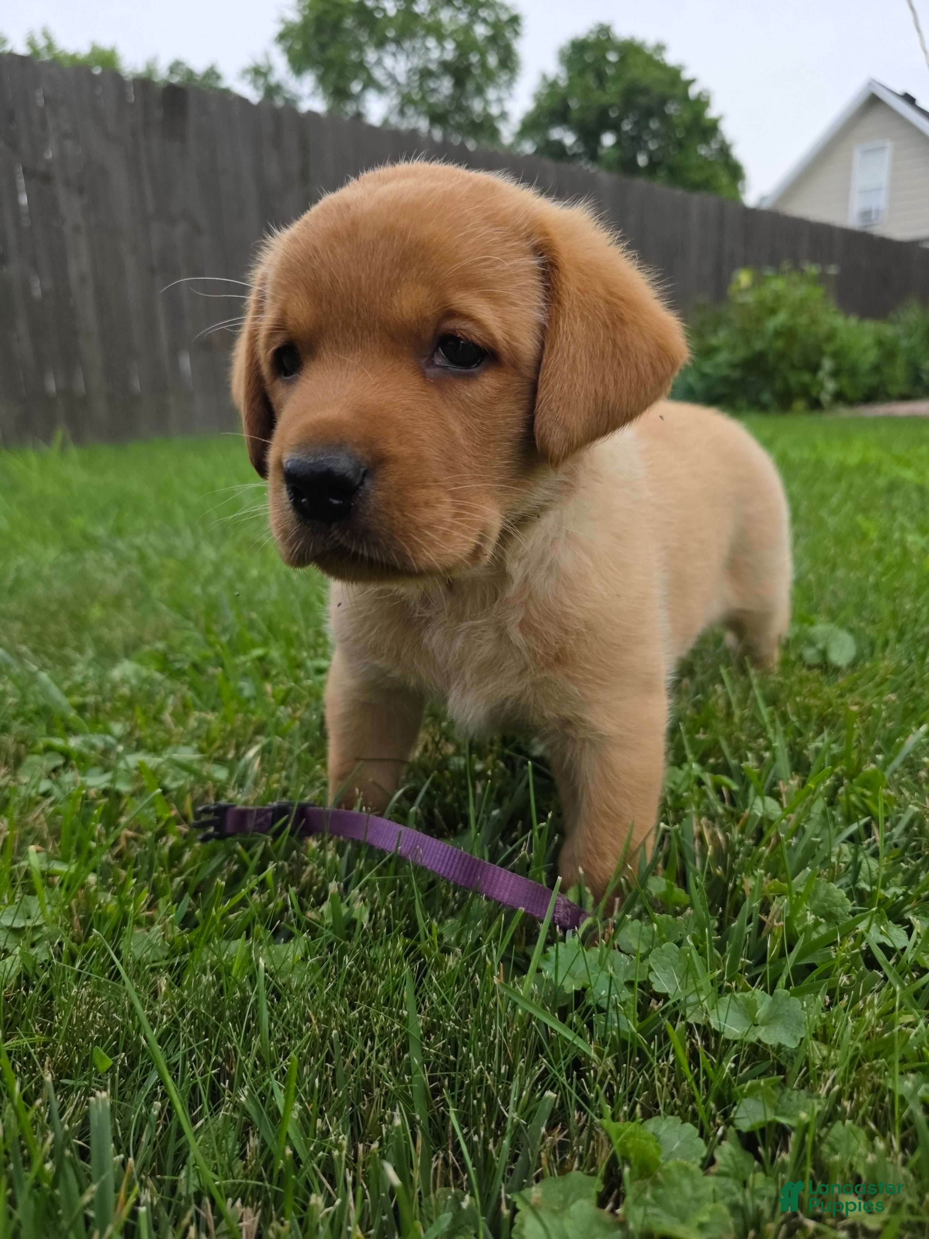 Labrador Retriever dogs Hazel 💜 Fox Red English Lab  - Ad 1