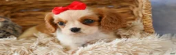 Cavalier King Charles Spaniel dogs for sale:  Nugget🐾 - Ad 16