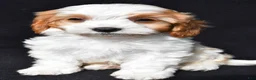 Cavapoo dogs for sale: Charlie - Ad 4