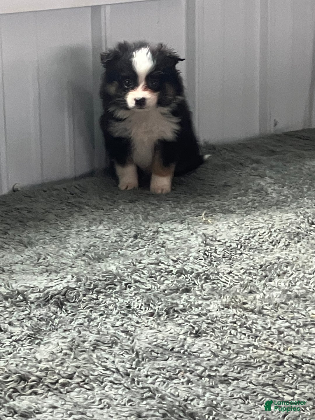 Mixed Breed dogs for sale: Jack - Ad 1