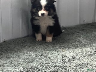 Mixed Breed dogs Jack - Ad 16