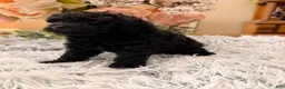 Miniature Poodle dogs for sale: Miniature Poodle 1 - Ad 3