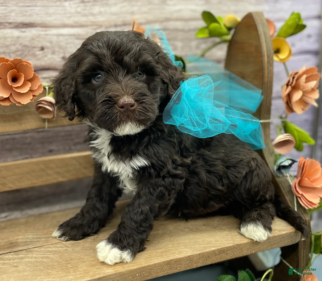 Portuguese Water Dog dogs for sale: Benedict - Ad 2