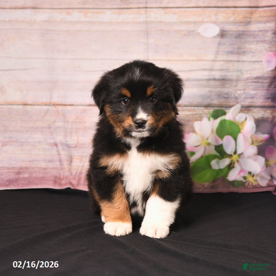 Miniature Australian Shepherd dogs Tango - Ad 2