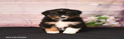 Miniature Australian Shepherd dogs for sale: Tango - Ad 2