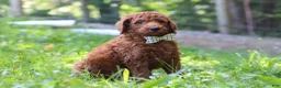 Standard Poodle dogs for sale: Chase AKC - Ad 5