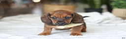 Miniature Dachshund dogs for sale: Pepperoni - Ad 4
