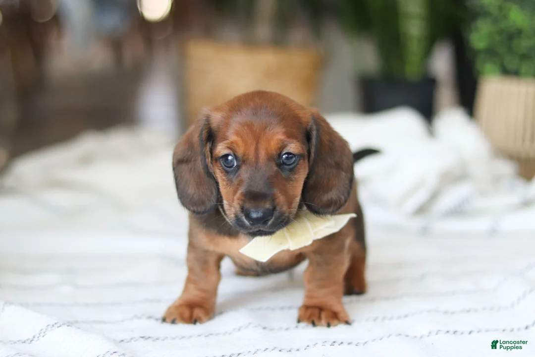 Miniature Dachshund dogs for sale: Pepperoni - Ad 4