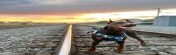Doberman Pinscher dogs for sale: Doberman Pinscher 1 - Ad 2