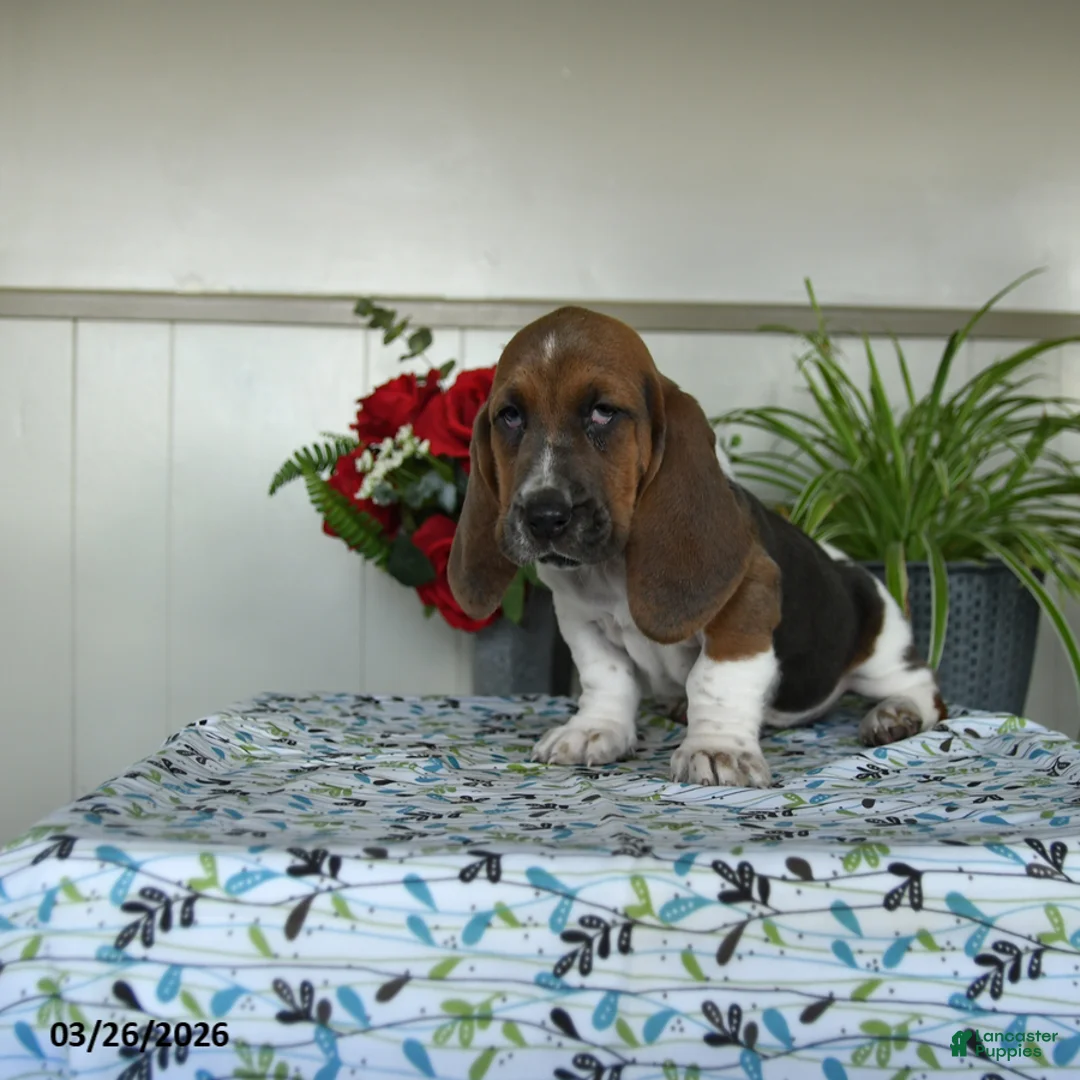 Basset Hound dogs for sale: Evangeline - Ad 3
