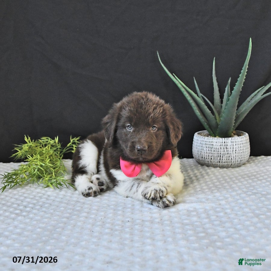 Newfoundland dogs Jade - Ad 1