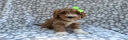 Cavapoo dogs for sale: Willow - Ad 1